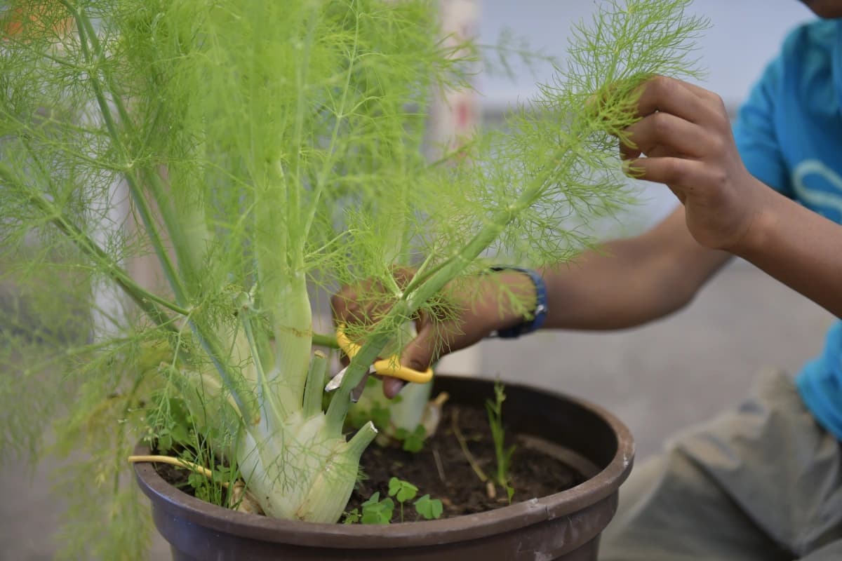 Ein Kind schneidet einen Fenchel zurück. Gross im Bild der Fenchel, vom Kind sieht man nur die Hände.